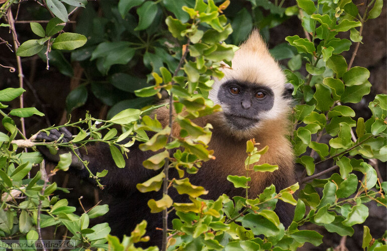 The Cat Ba Langur: a primate walks the razor's edge of extinction