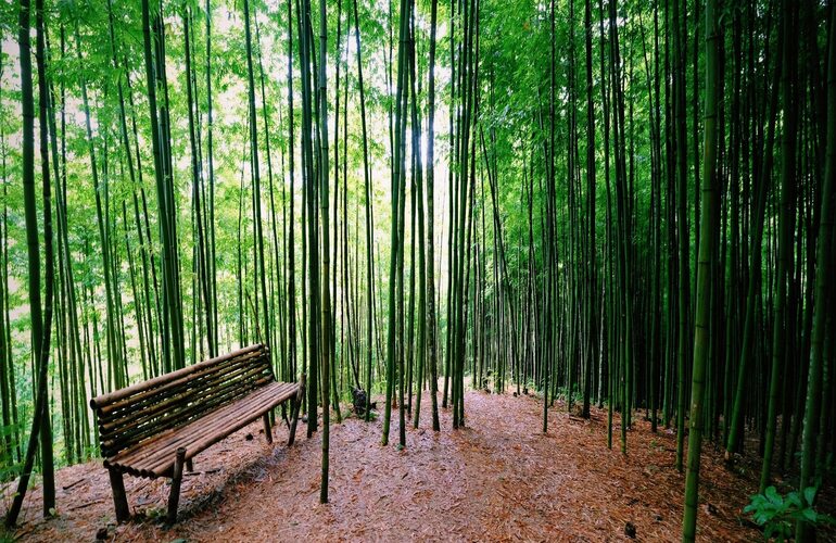 Bambo forest at Mu Cang Chai