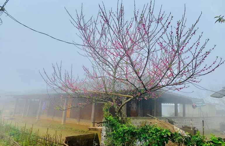 Peach blossom in Yen Bai on the spring