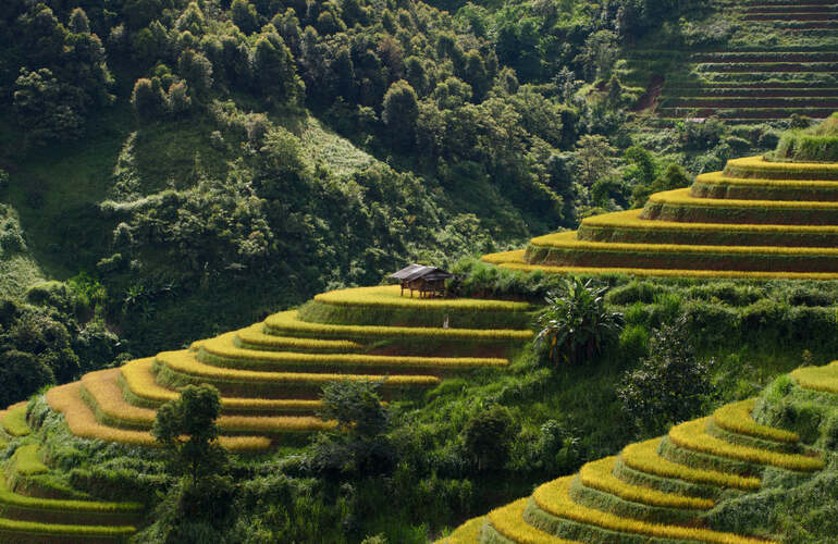 Ripe rice in Suoi Giang