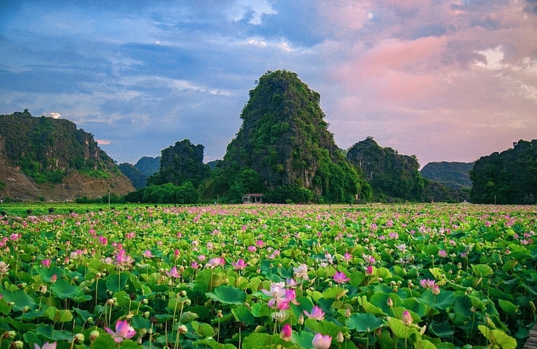 Bewildered by the full bloom of lotus in June in Ninh Binh, making visitors fall in love