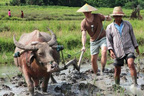 Buffalo on the field