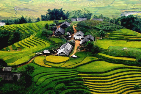 Muong Hoa Valley in Sapa in the ripe-rice season