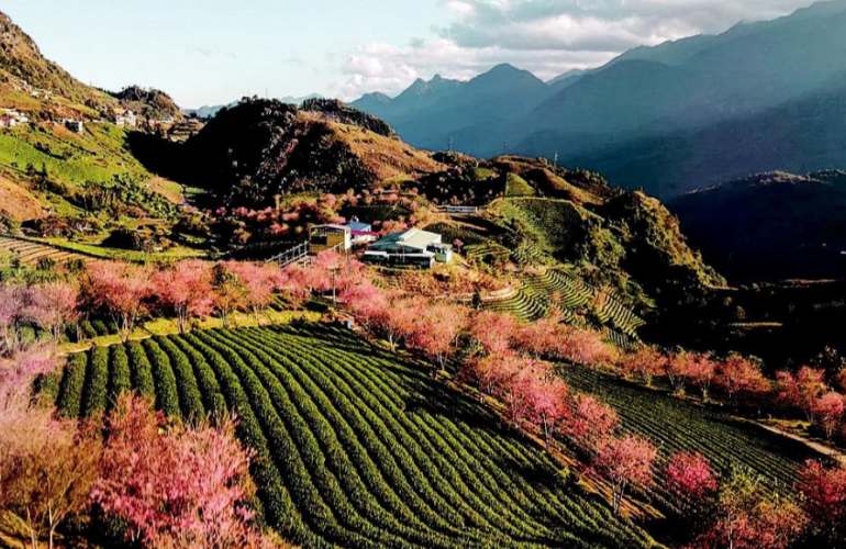 Pink blossom blooming in Spring in Sapa